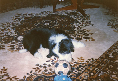 9 week old Megan is playing with a small soccer ball toy on the living room carpet.